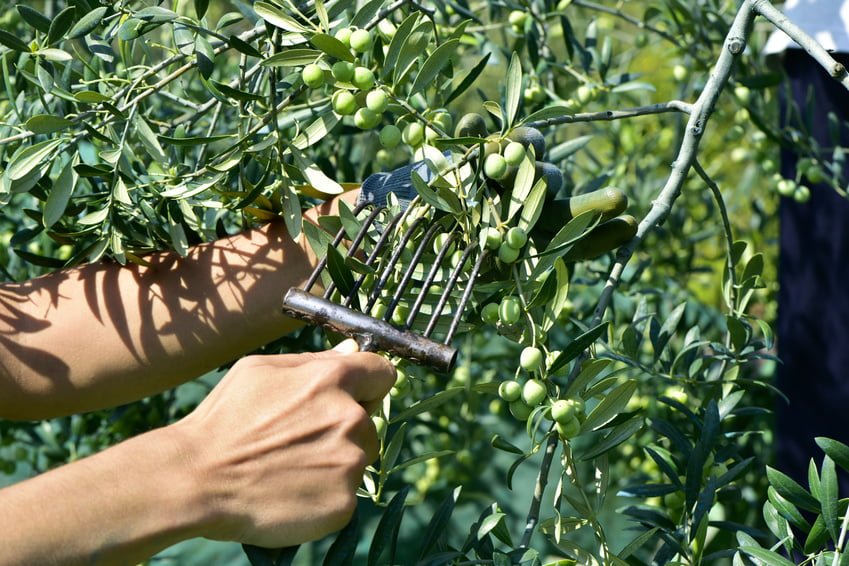 Hand-Picking Olives in Sicily: Tradition, Quality, and Health in Every Drop