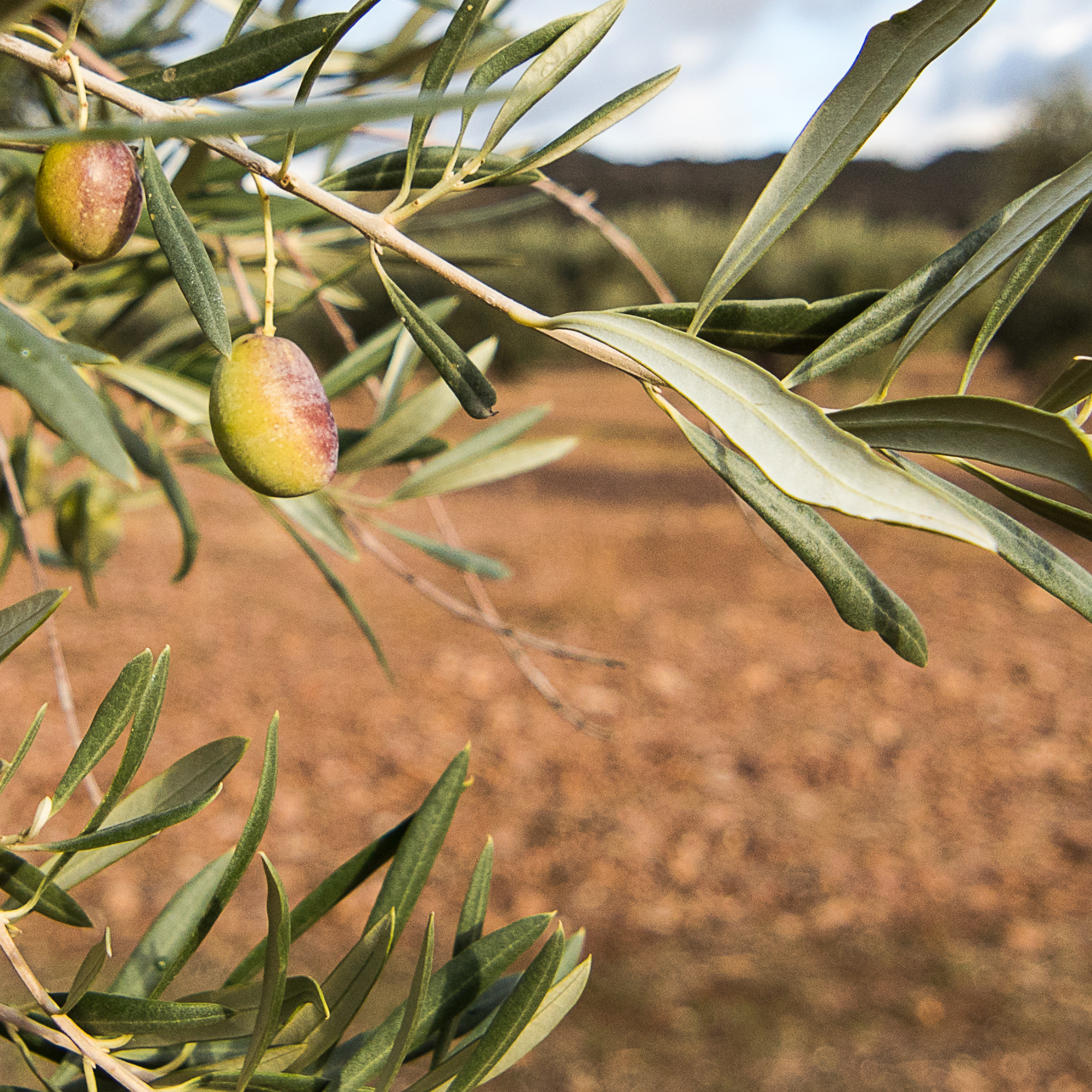 Premium Sicilian Extra Virgin Olive Oil: Tradition, Benefits & the Olio Magnifico Difference