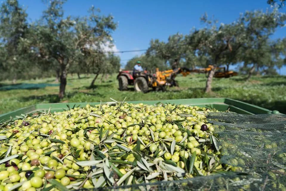Polyphenols in Sicilian Extra Virgin Olive Oil: The Secret to Fighting Inflammation and Boosting Heart Health