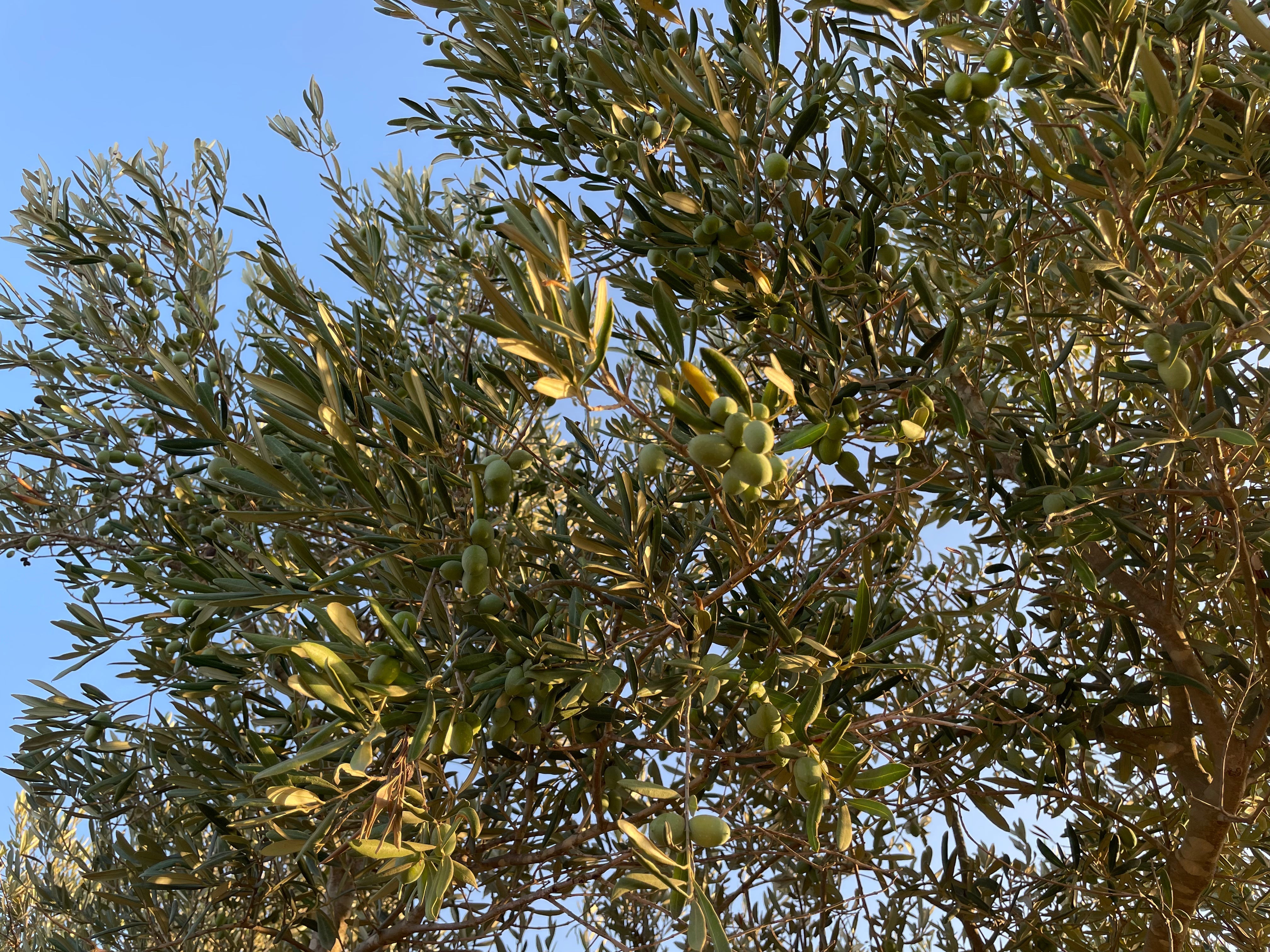 August in the Groves: The Quiet Work Behind Great Olive Oil