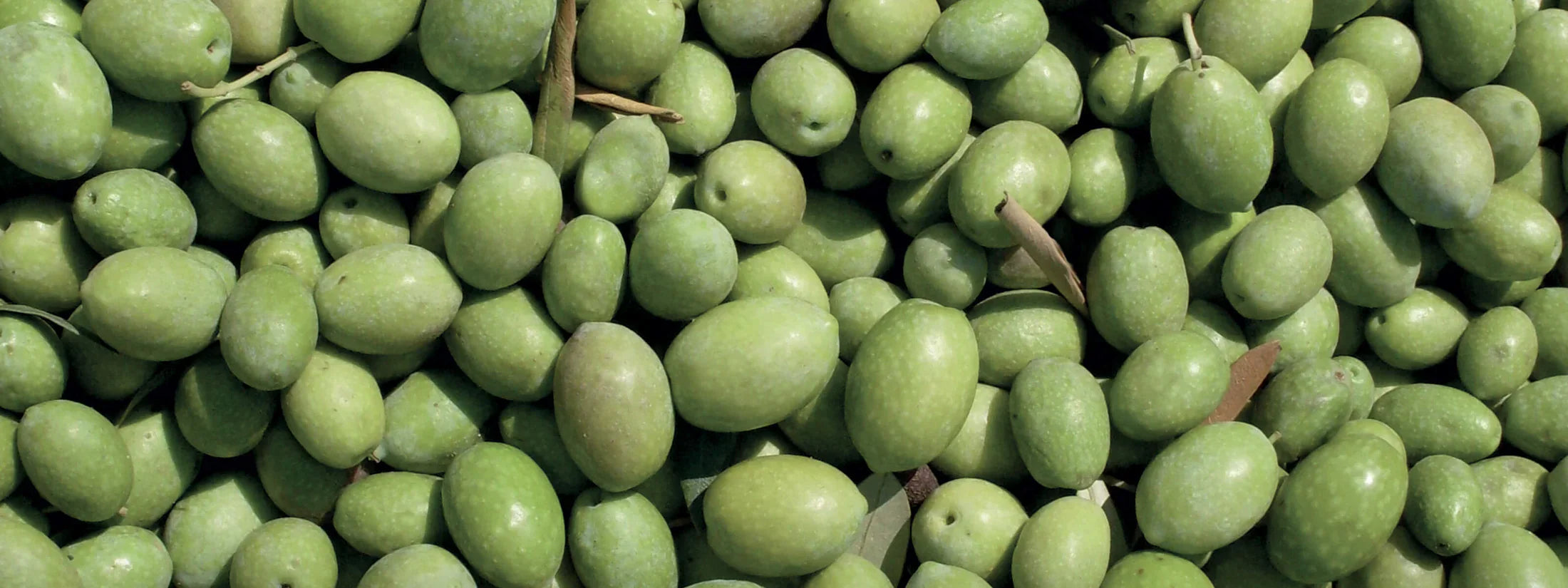 Authentic Italian Olive Oil: The Art of Choosing