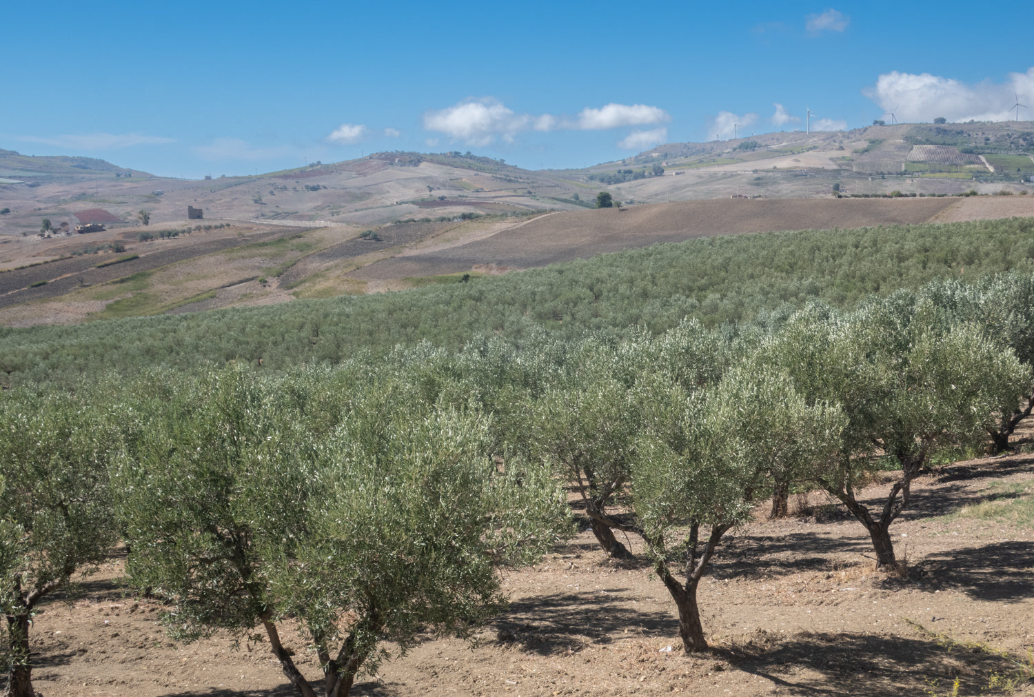 Cold-Pressed and Unfiltered: Exploring Olio Magnifico’s Nocellara & Biancolilla Olive Oils