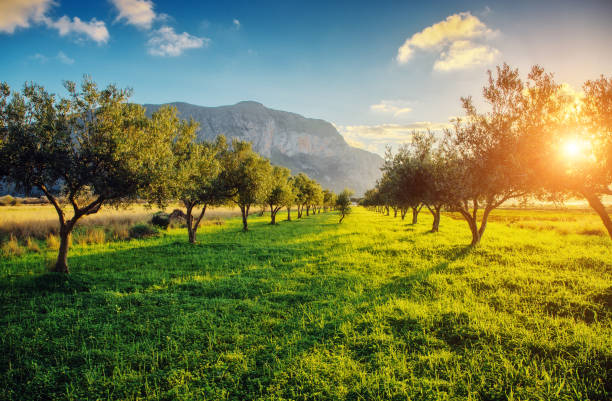 How to Spot Fake Olive Oil: What Labels Don’t Tell You
