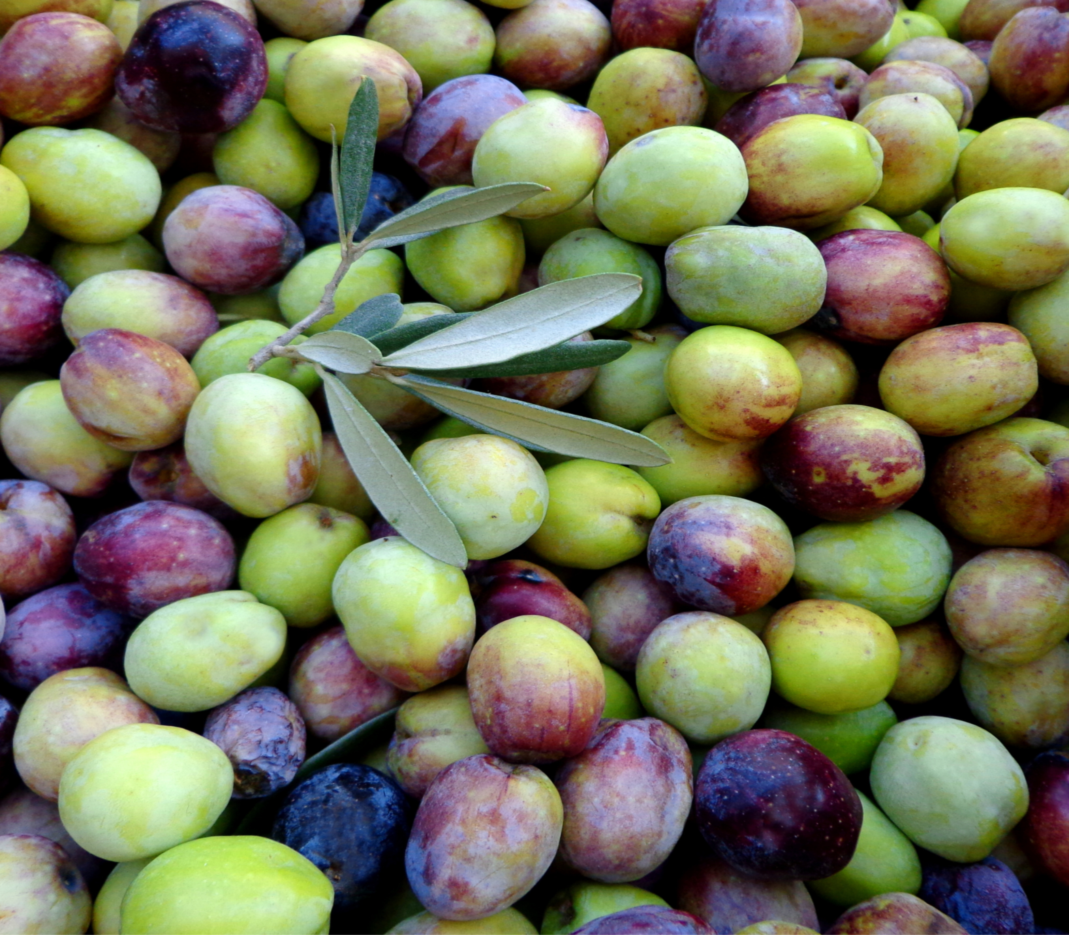 Explore Our Olives and Their Health Benefits